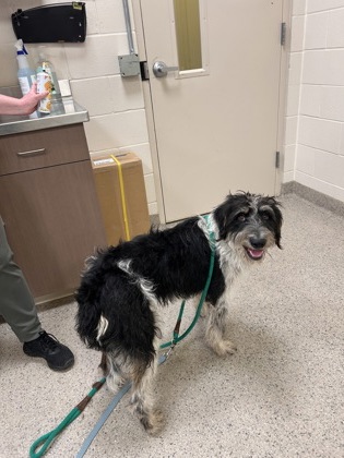 Shelter Stray Male Dog last seen Noblesville, IN 46060, Fishers, IN 46038