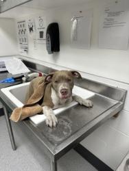 Shelter Stray Male Dog last seen Oakland, CA 94603, Oakland, CA 94601