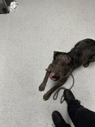 Shelter Stray Male Dog last seen Oakland, CA 94603, Oakland, CA 94601