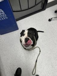 Shelter Stray Female Dog last seen Oakland, CA 94603, Oakland, CA 94601