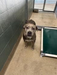 Shelter Stray Female Dog last seen Oakland, CA 94603, Oakland, CA 94601