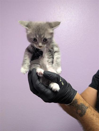 Shelter Stray Female Cat last seen El Paso, TX , Fort Bliss, TX 79906