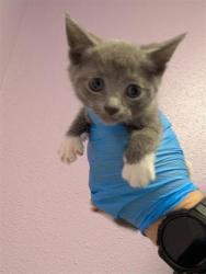 Shelter Stray Female Cat last seen El Paso, TX , Fort Bliss, TX 79906