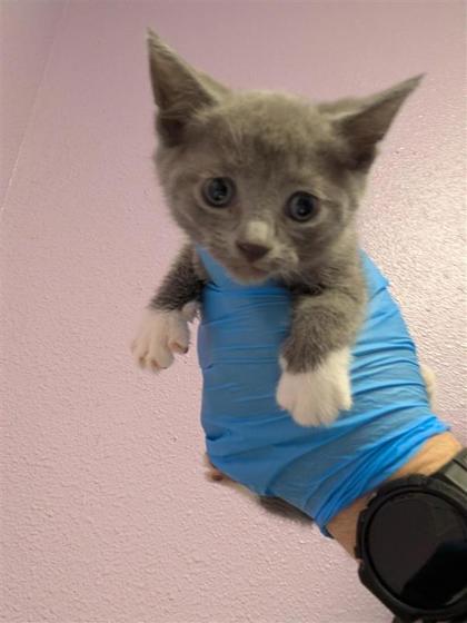 Shelter Stray Female Cat last seen El Paso, TX , Fort Bliss, TX 79906