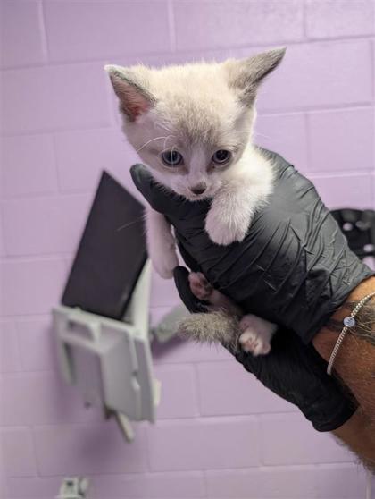 Shelter Stray Female Cat last seen El Paso, TX , Fort Bliss, TX 79906