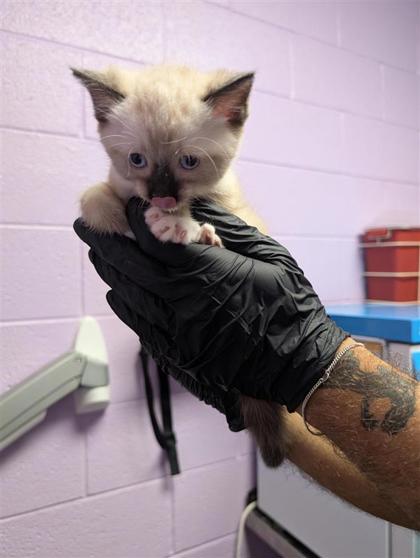 Shelter Stray Male Cat last seen El Paso, TX , Fort Bliss, TX 79906