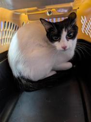 Shelter Stray Female Cat last seen El Paso, TX , Fort Bliss, TX 79906