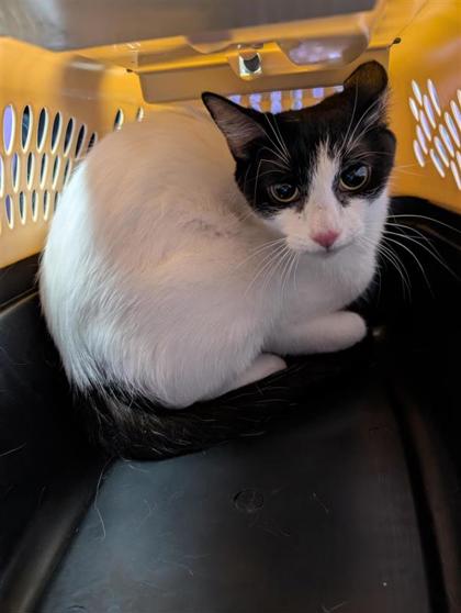 Shelter Stray Female Cat last seen El Paso, TX , Fort Bliss, TX 79906