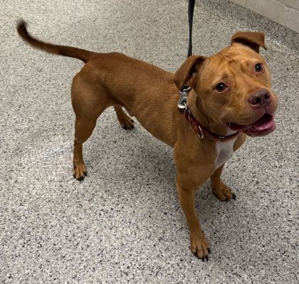 Shelter Stray Male Dog last seen Near N Corrington Ave, 64117, MO, Kansas City, MO 64132
