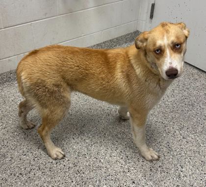 Shelter Stray Female Dog last seen Booth Ave and 55th St, KCMO, 64129, 64129, MO, Kansas City, MO 64132