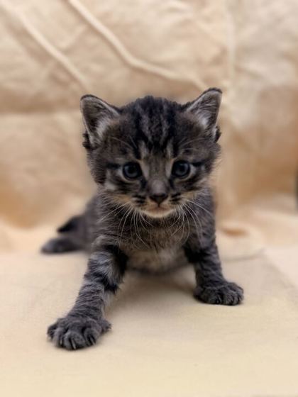 Shelter Stray Male Cat last seen Knoxville, TN 37917, Knoxville, TN 37919