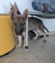 Shelter Stray Female Dog last seen , TX , Fort Worth, TX 76119