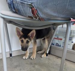 Shelter Stray Male Dog last seen , TX , Fort Worth, TX 76119