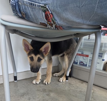 Shelter Stray Male Dog last seen , TX , Fort Worth, TX 76119