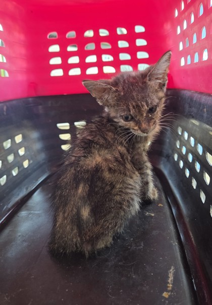Shelter Stray Male Cat last seen , TX , Fort Worth, TX 76119