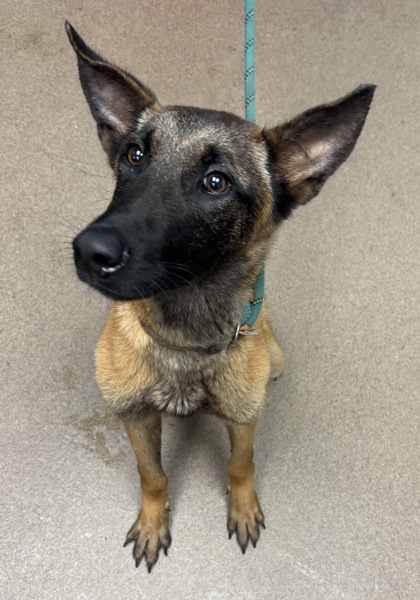 Shelter Stray Male Dog last seen , 30083, GA, Atlanta, GA 30341