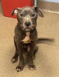 Shelter Stray Male Dog last seen , 30083, GA, Atlanta, GA 30341