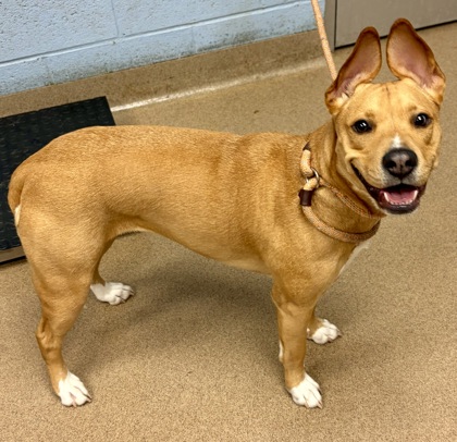Shelter Stray Female Dog last seen Near Mayson Ave NE, 30307, GA, Atlanta, GA 30341