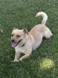 Found/Stray Male Dog last seen Planes and S.Alabama, Amarillo, TX 79102