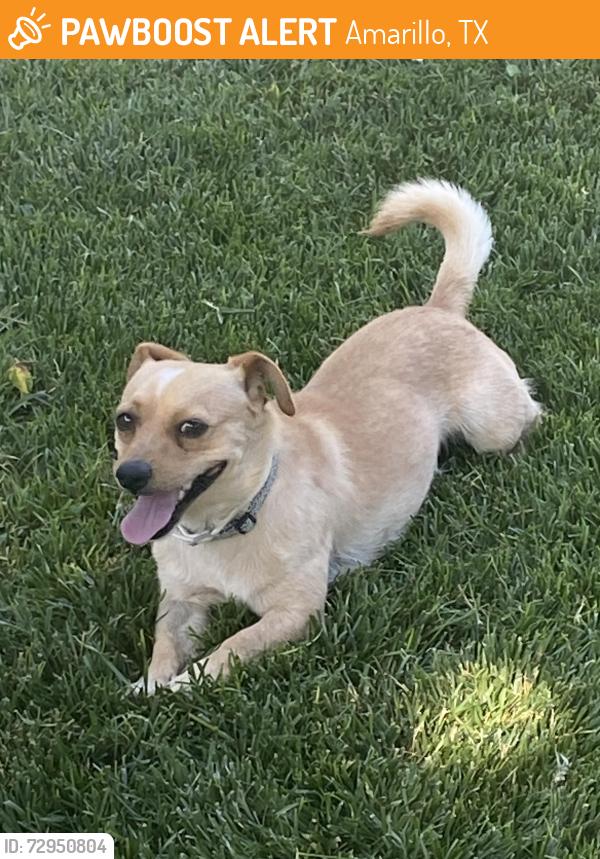 Found/Stray Male Dog last seen Planes and S.Alabama, Amarillo, TX 79102