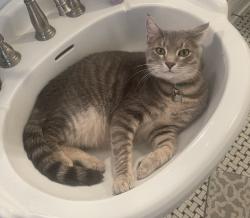 Reunited Male Cat last seen Quaker Valley High School, Leetsdale, PA 15056