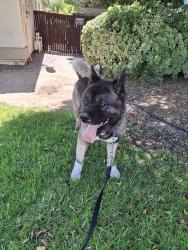 Reunited Male Dog last seen Palomar rd, Wildomar, CA 92595