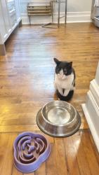 Reunited Male Cat last seen sherbrooke, Westmount, QC H3Y 2V4