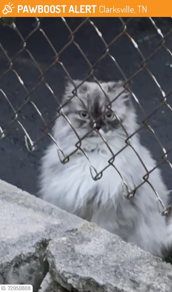 Found/Stray Unknown Cat last seen Post Road and Clearview Drive , Clarksville, TN 37043