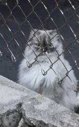 Found/Stray Unknown Cat last seen Post Road and Clearview Drive , Clarksville, TN 37043