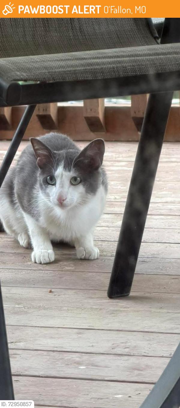 Found/Stray Unknown Cat last seen Monterra and post rd , O'Fallon, MO 63368