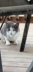 Found/Stray Unknown Cat last seen Monterra and post rd , O'Fallon, MO 63368