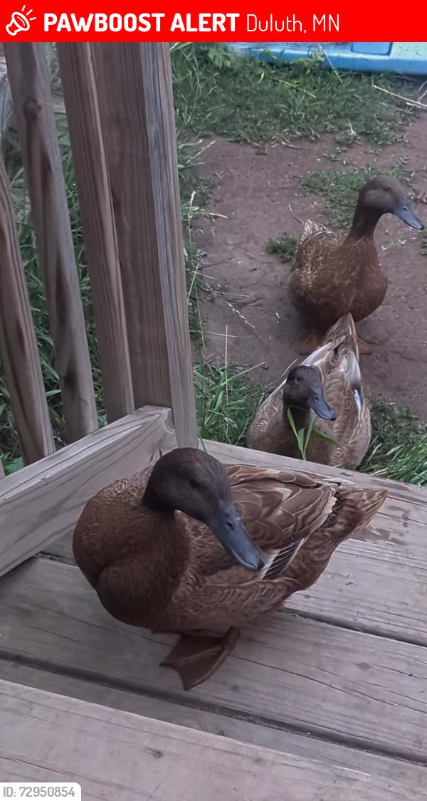 Lost Female Bird last seen Lake Ave and 7th Street East , Duluth, MN 55805