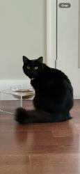 Reunited Female Cat last seen Near Staimford Cir, Wellington, FL 33414, USA, Wellington, FL 33414