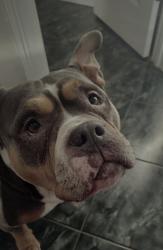 Reunited Female Dog last seen Highway 229, Social Circle GA, Social Circle, GA 30025