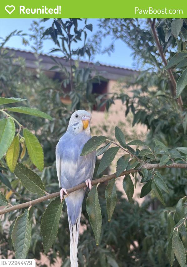 Reunited Unknown Bird last seen brodway n rural, Tempe, AZ 85282