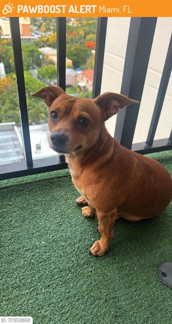 Found/Stray Male Dog last seen Walgreens , Miami, FL 33130