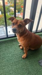 Found/Stray Male Dog last seen Walgreens , Miami, FL 33130