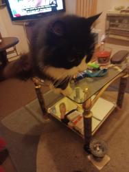 Reunited Male Cat last seen Cresswell close hull uk, Kingston upon Hull, England HU2 9PD