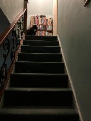 Reunited Male Cat last seen LE12 7AH , Mountsorrel, England LE12