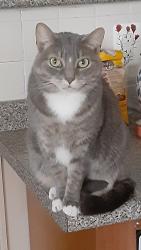 Lost Female Cat last seen 30th Street in Church Hill , Richmond, VA 23223