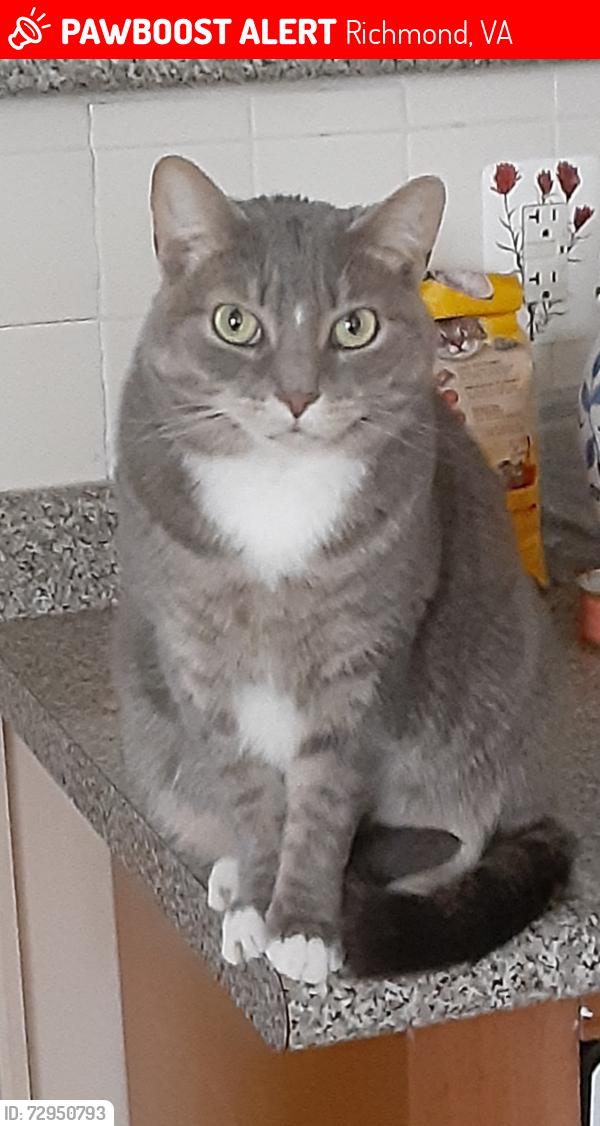 Lost Female Cat last seen 30th Street in Church Hill, Richmond, VA 23223