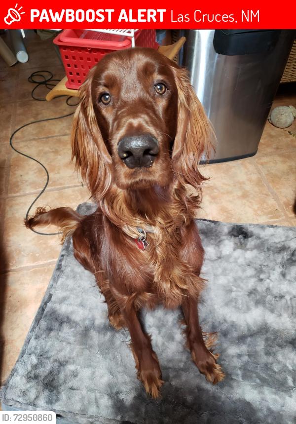 Found/Stray Male Dog last seen Parkhill and Engler, Las Cruces, NM 88012
