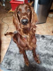 Found/Stray Male Dog last seen Parkhill and Engler, Las Cruces, NM 88012