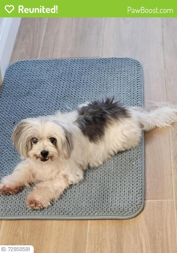 Reunited Male Dog last seen Near Biscayne Dr, Port Charlotte, FL 33953, USA, Port Charlotte, FL 33953