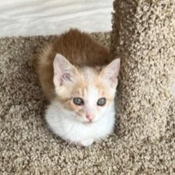Shelter Stray Male Cat last seen Spruce Street, SAN LEANDRO, CA, 94578, Oakland, CA 94621