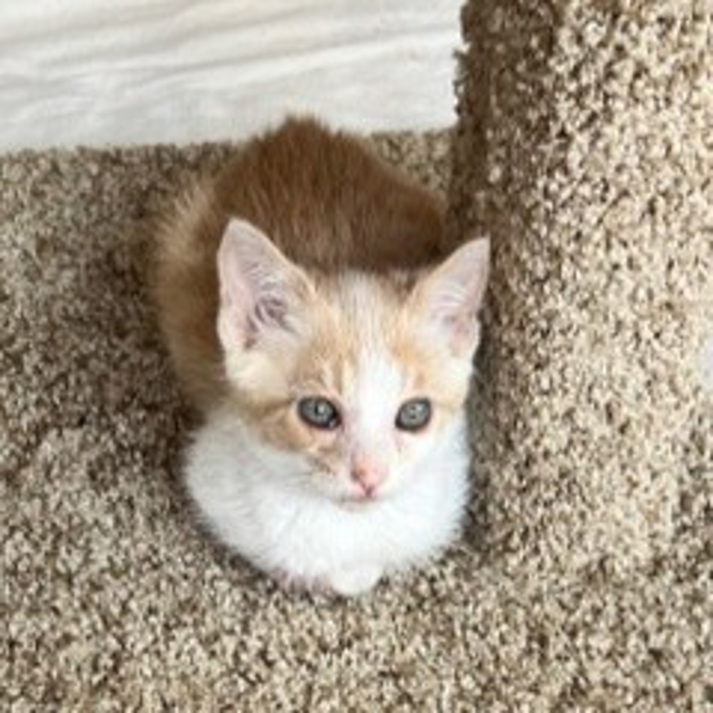 Shelter Stray Male Cat last seen Spruce Street, SAN LEANDRO, CA, 94578, Oakland, CA 94621