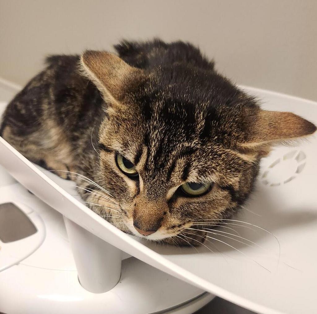 Shelter Stray Female Cat last seen Near Marina Boulevard, SAN LORENZO, CA, 94580, Oakland, CA 94621