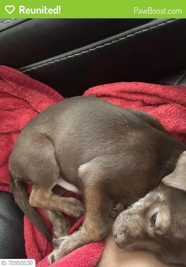 Reunited Male Dog last seen Autumn lake, Zebulon, NC 27597