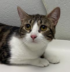 Shelter Stray Female Cat last seen Wabsworth Blvd & W 68th ave, Arvada, CO, 80003, Golden, CO 80401