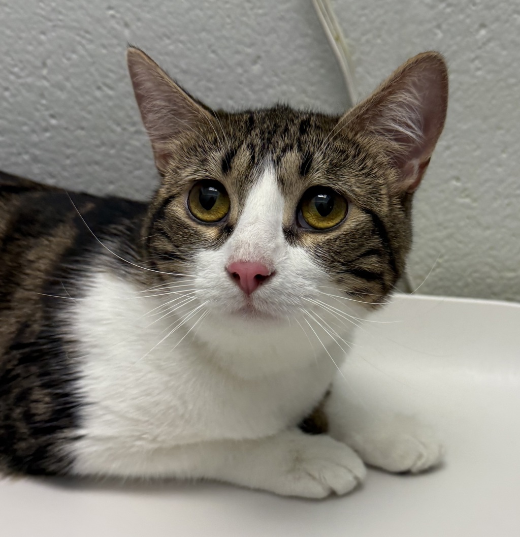 Shelter Stray Female Cat last seen Wabsworth Blvd & W 68th ave, Arvada, CO, 80003, Golden, CO 80401